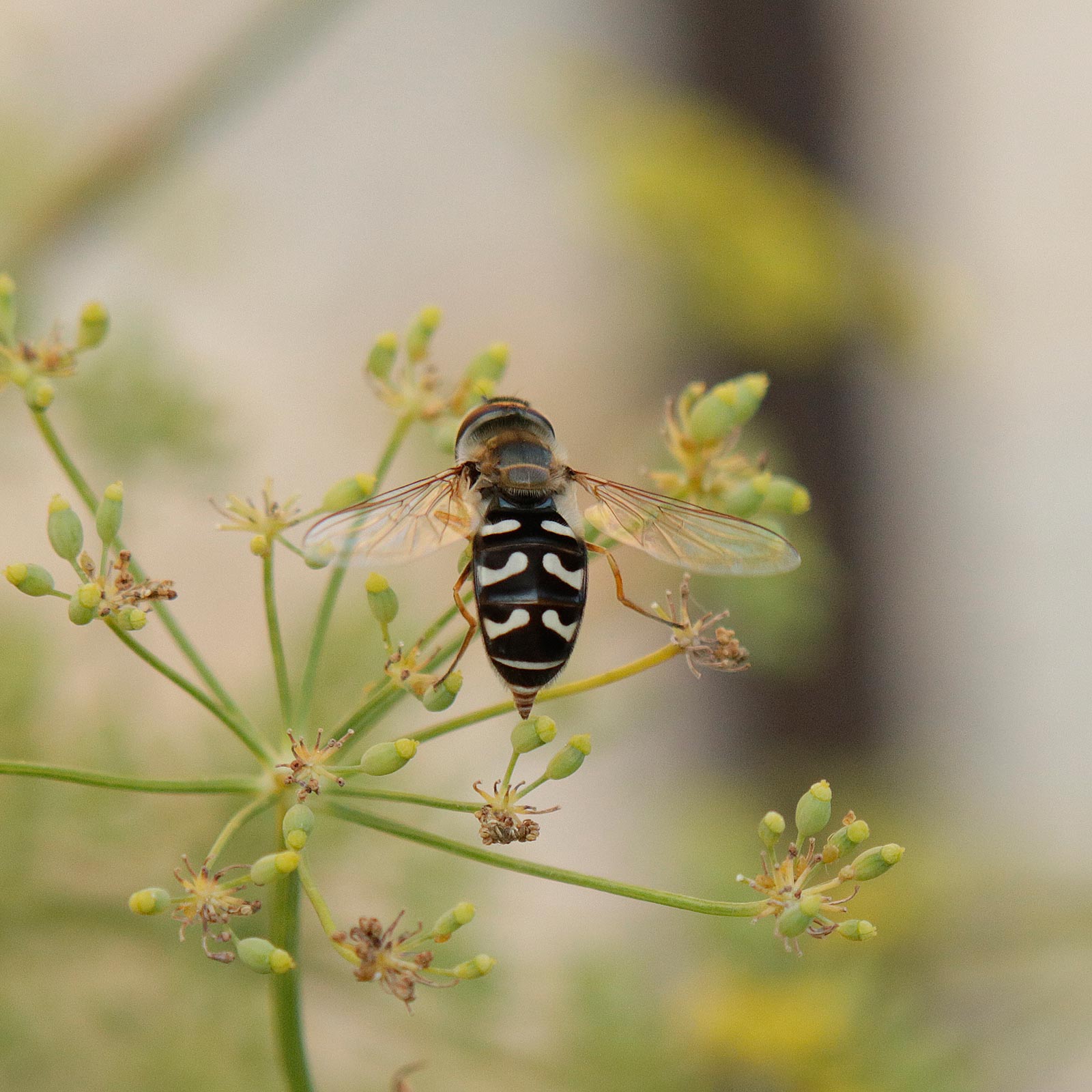 Syrphidae: quale Scaeva? Scaeva cfr. pyrastri